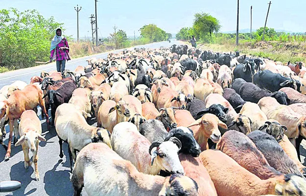 నిలిచిన నట్టల మందు పంపిణీ
