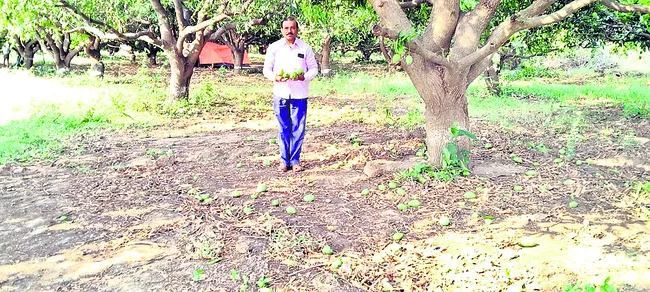 రాలిన మామిడి కాయలు
