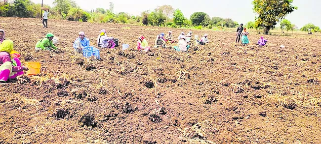 ఎత్తుమడులతో అధిక దిగుబడులు 
