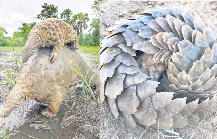 Rare wild Pangolin roam the forests of the Papikondalu Sanctuary area
