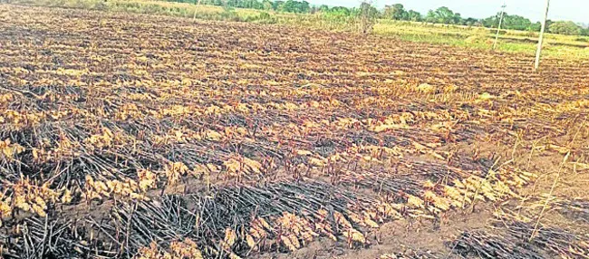 ప్రమాదవశాత్తు జొన్న పంట దగ్ధం