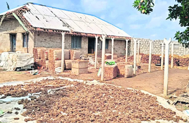 పొగాకు రైతులను దెబ్బతీసిన వర్షం 