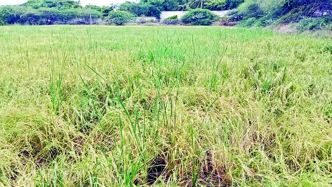 కరువు