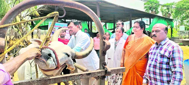 పశువులకు టీకాలు వేయించాలి