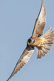 Check These The fastest birds in the world1