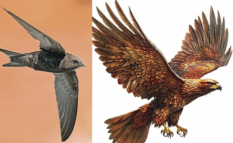 Check the fastest birds in the world