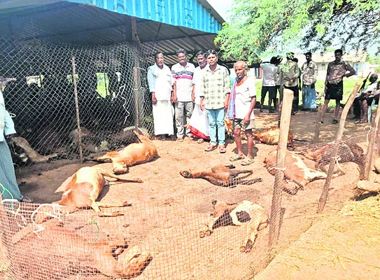 విద్యుత్ షాక్తో 23 గొర్రెలు మృతి