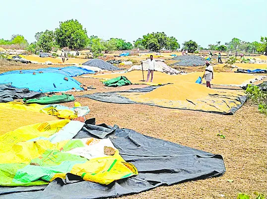 24 రోజులైనా గింజ కొనలే