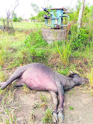 విద్యుత్ షాక్తో పాడిగేదె మృతి