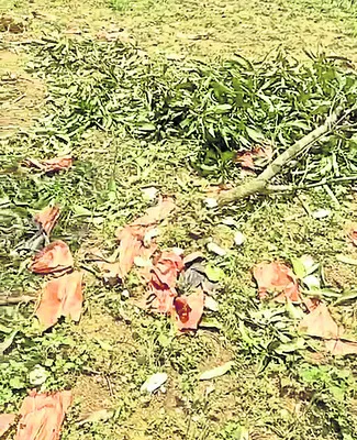 మామిడ