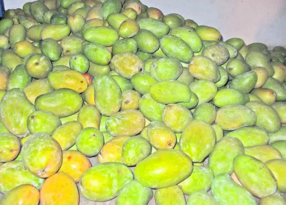 మామిడ