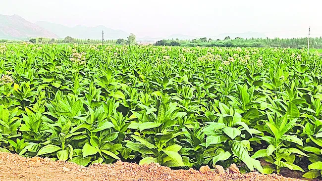 బ్లాక