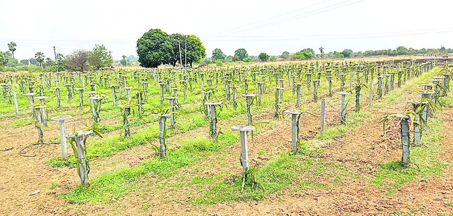 ఉద్యా