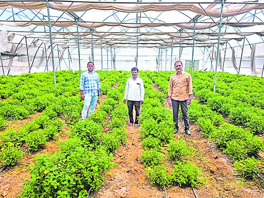 ఉద్యాన పంటలకు ఊతం