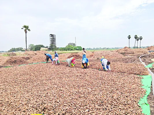 పాపం.. పసుపు రైతు!