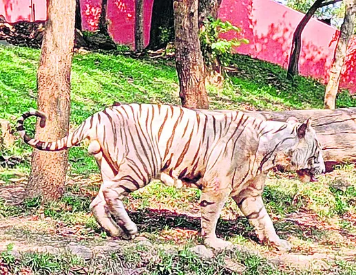 జూలో