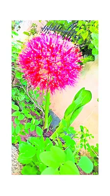 వికసించిన మే పుష్పం 
