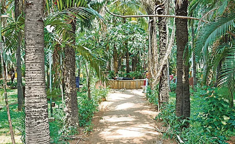 PalmTree garden special attraction in chadarghat Hyderabad