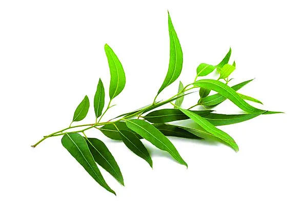 జామ్ఆయిల్తో ఆదాయం