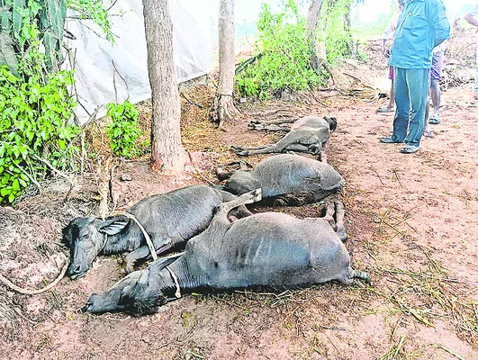 పిడుగ