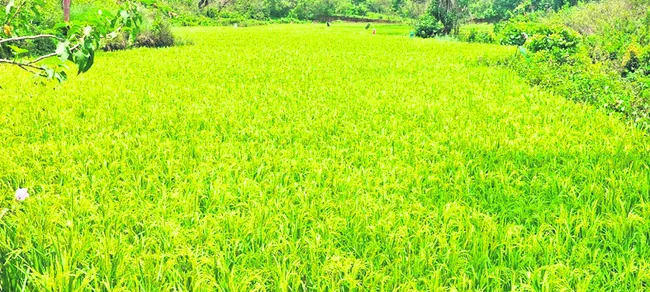 అన్నదాతల మోములో ఆశలమోసులు 