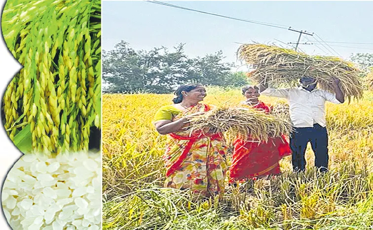 Own seeds are the strength of the farmer