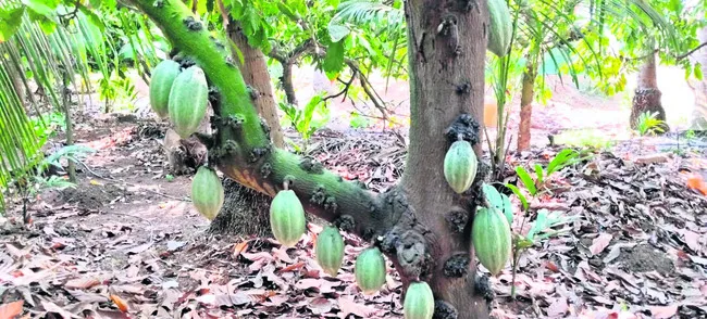 కోకో