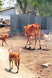 dog vs cow fight1