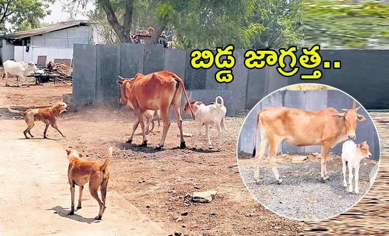 నా బిడ్డ జొలికొస్తే వదిలేదేల్యా.. 