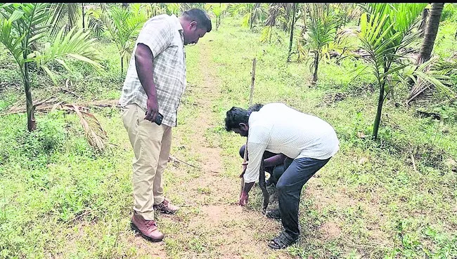 కొబ్బరి తోటలో చిరుతపులి సంచారం !
