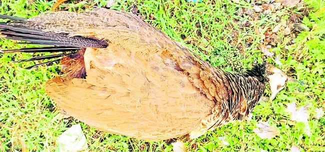 నెమళ్ల మృత్యుగీతం