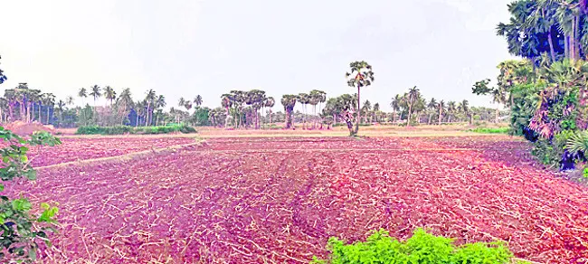 సుఖీభవ లేక.. దుఃఖం దిగమింగలేక..!