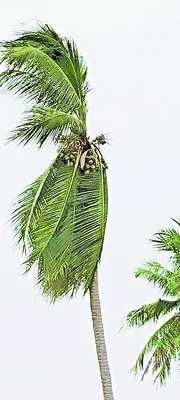 పిడుగు పడి కొబ్బరి చెట్టు దగ్ధం 