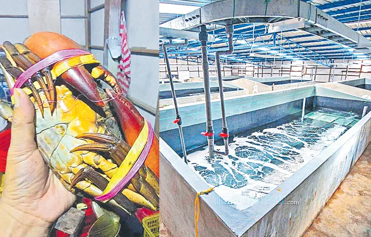 పీత కూడా... ప్రైవేటే!