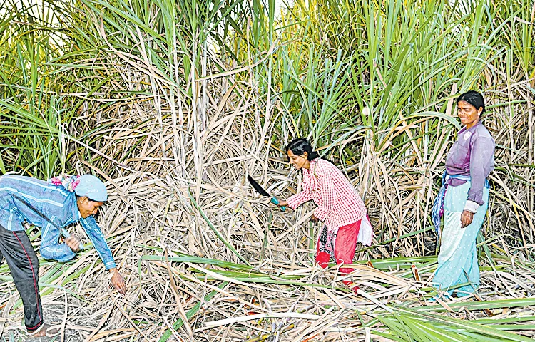 చెరుకు పంటకూ బోనస్‌!