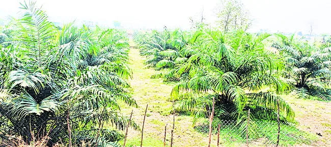 ఆయిల్