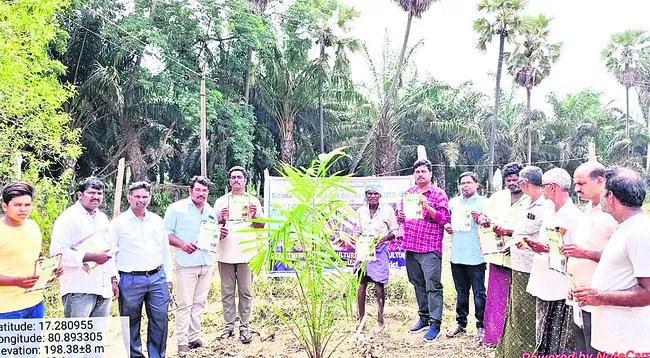 ఆయిల్‌పామ్‌ సాగుతో ఆదాయం