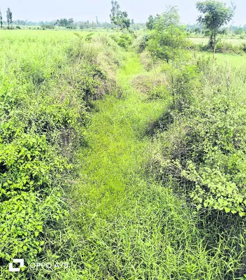 ● పూడుకుపోయిన పాల్తేరు కాలువ
