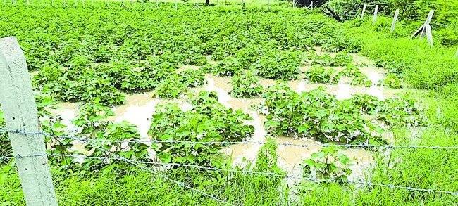 పంటల బీమా పునరుద్ధరణ!