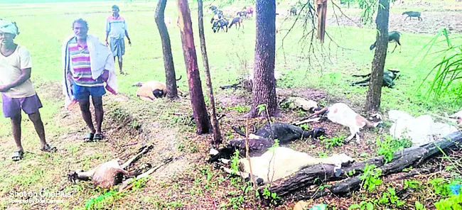 పిడుగుపాటుకుపశువులు మృత్యువాత 