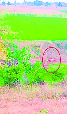 రాయపోల్‌లో చిరుత కలకలం 