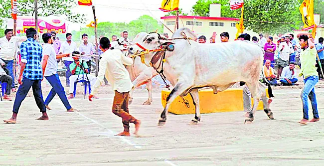 హోరాహోరీగా ఎడ్ల బండ లాగుడు పోటీలు