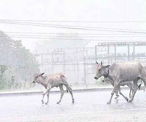 ఏజెన్