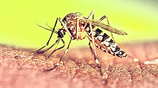డెంగీ