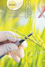 Genome Editing in Agricultural Biotechnology full deatils Sagubadi8
