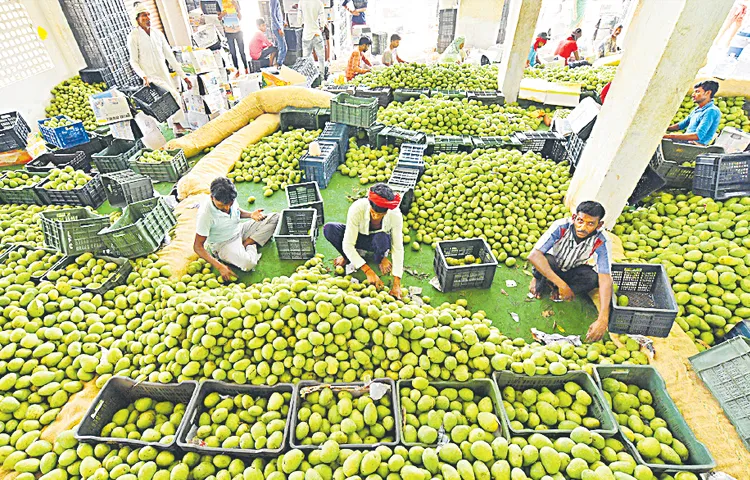 భారత్‌ మామిడి డాలర్ల ‘పంట’!