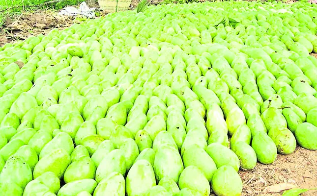 నష్టాల్లో మగ్గుతున్న మామిడి రైతు