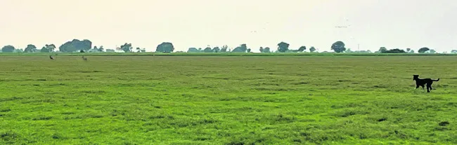జింకల