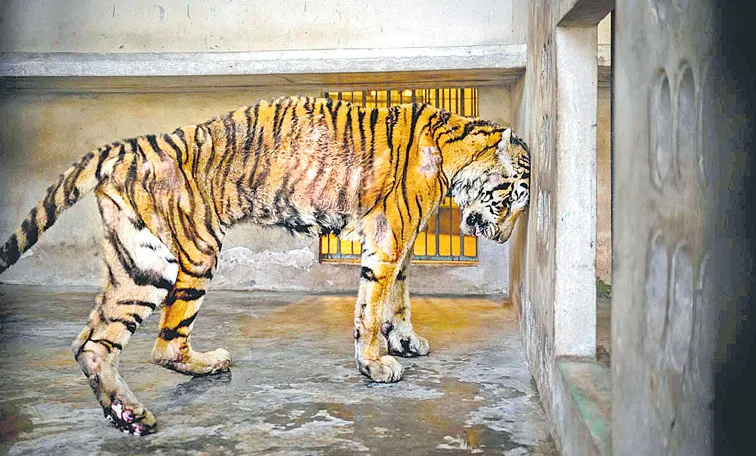 Thailand Tiger Salamas Heart Wrenching Story