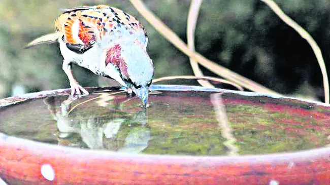 గుక్కెడు నీళ్లు.. గుప్పెడు గింజలు